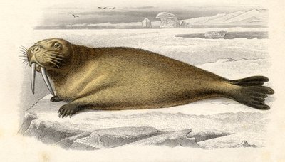 The Walrus, engraved by Paquien by Edouard Travies